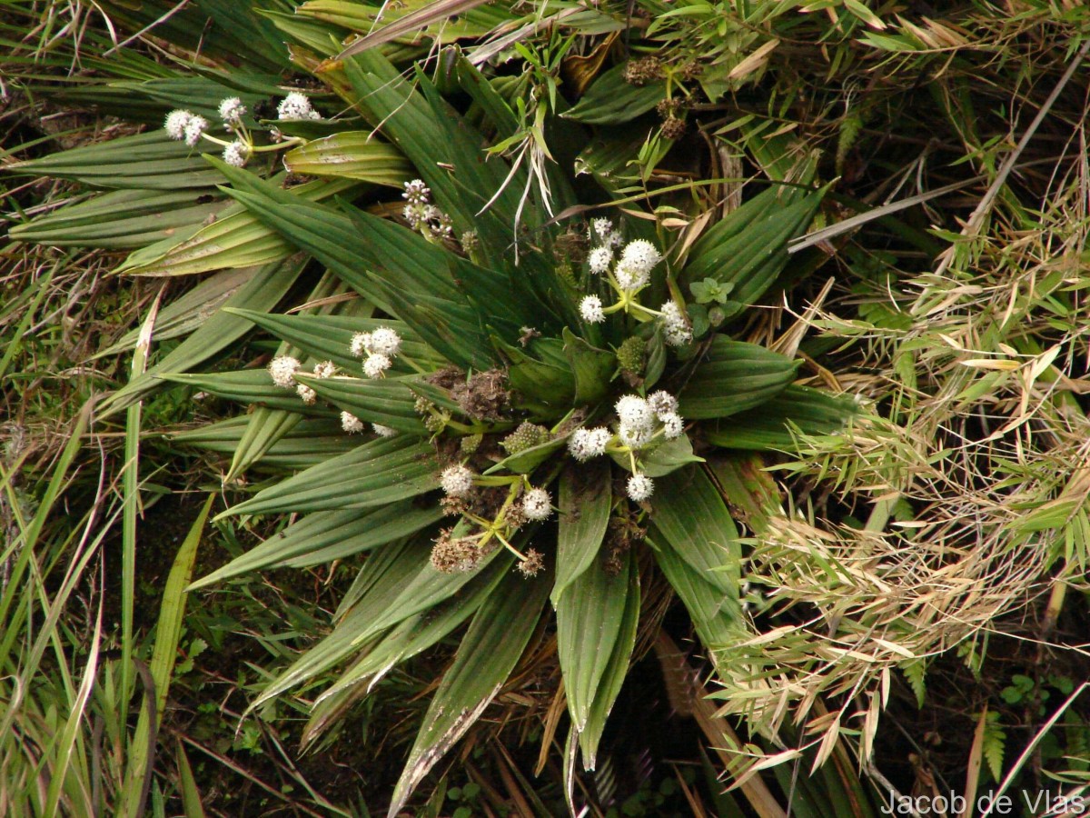 Hedyotis plantaginifolia Arn.